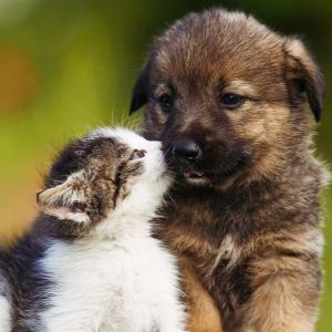 Photo of a cat kissing a dog