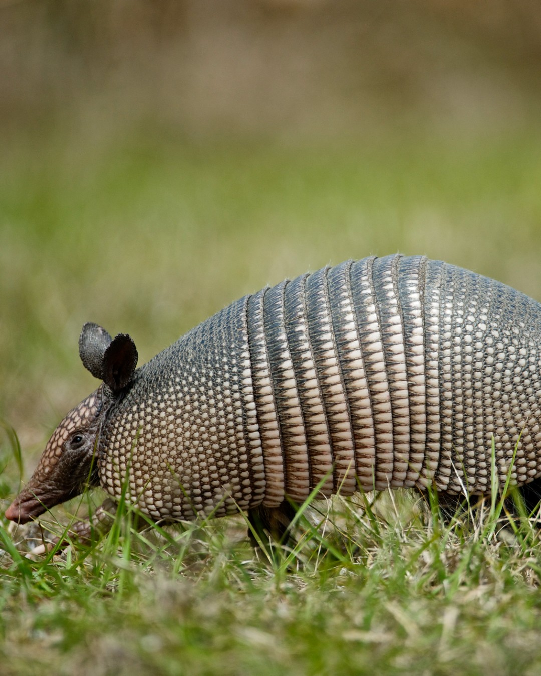 Armadillo