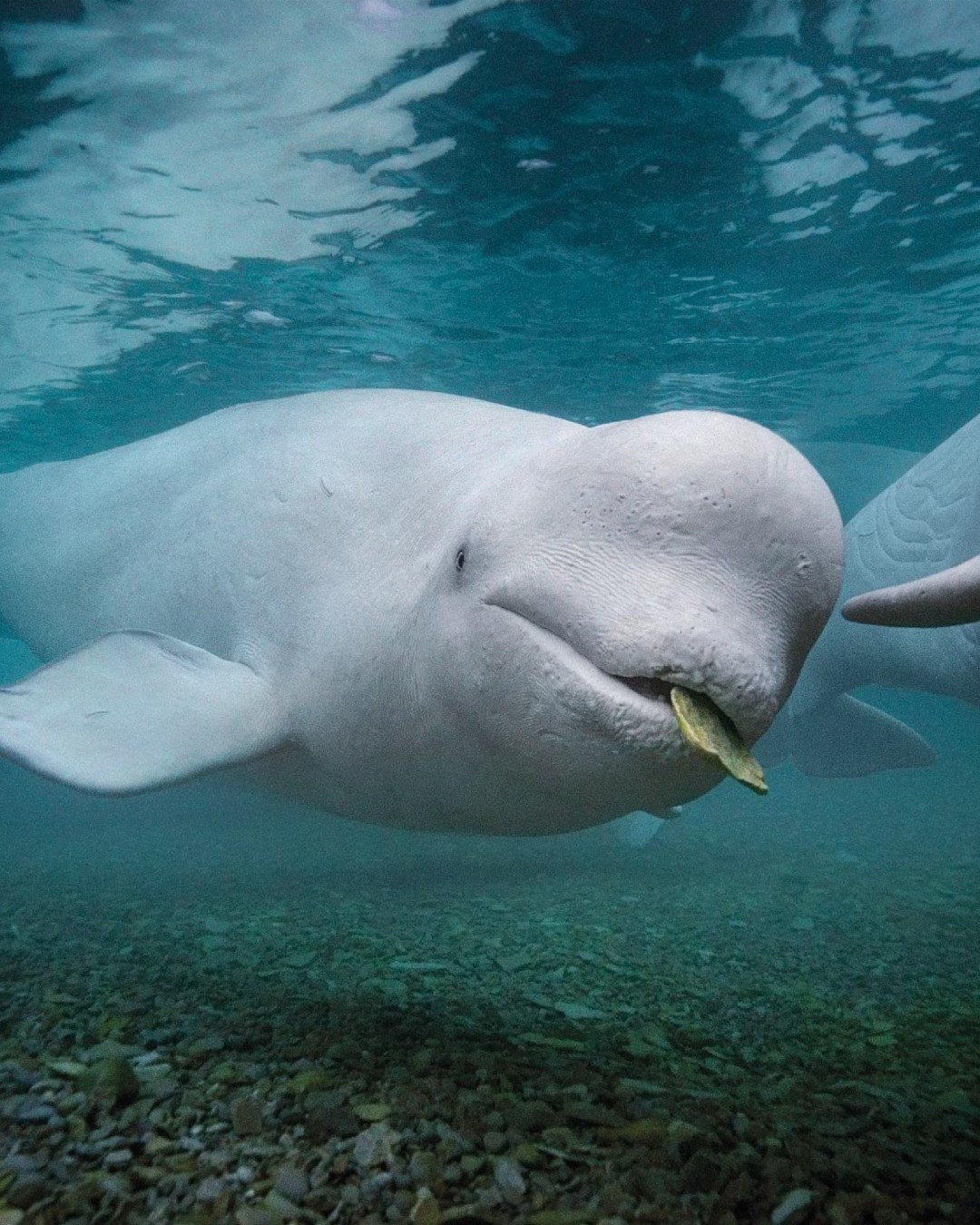 Beluga Whale