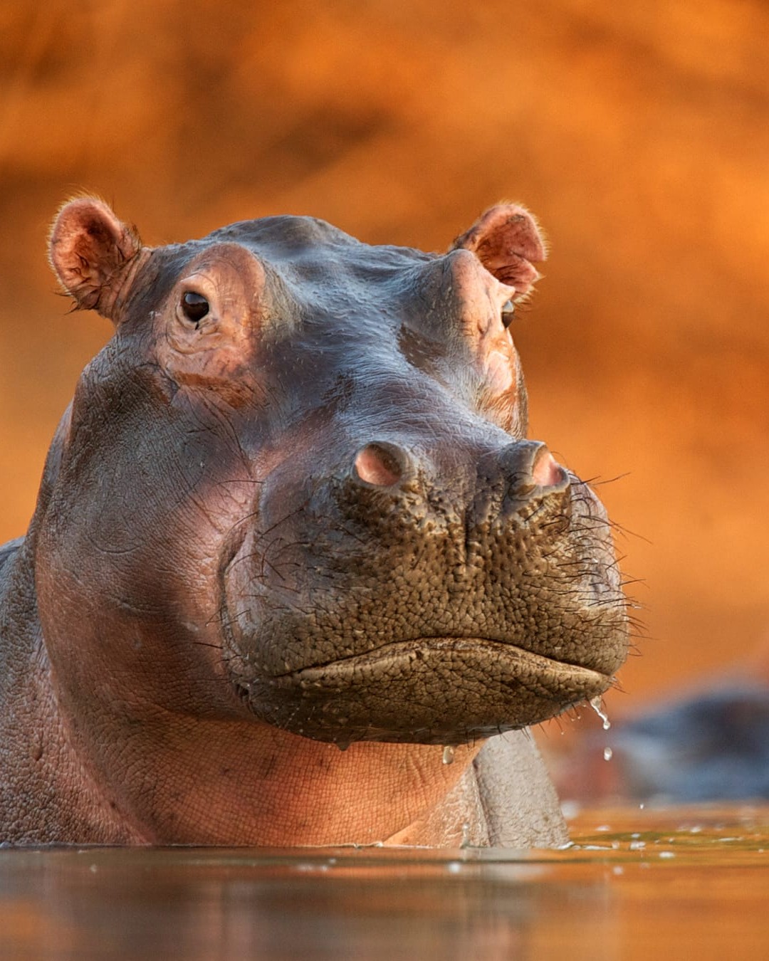 Hippo