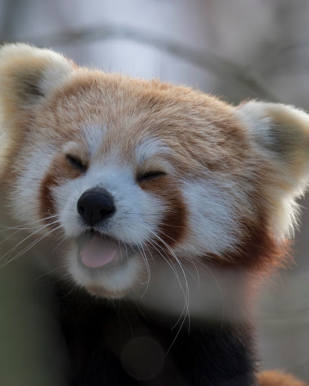 Red Panda